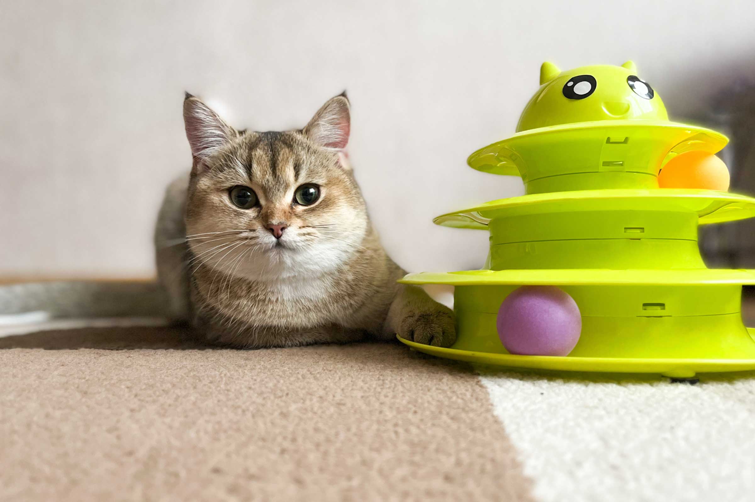 Keep Indoor Cats Entertained: Activities and Toys They’ll Love