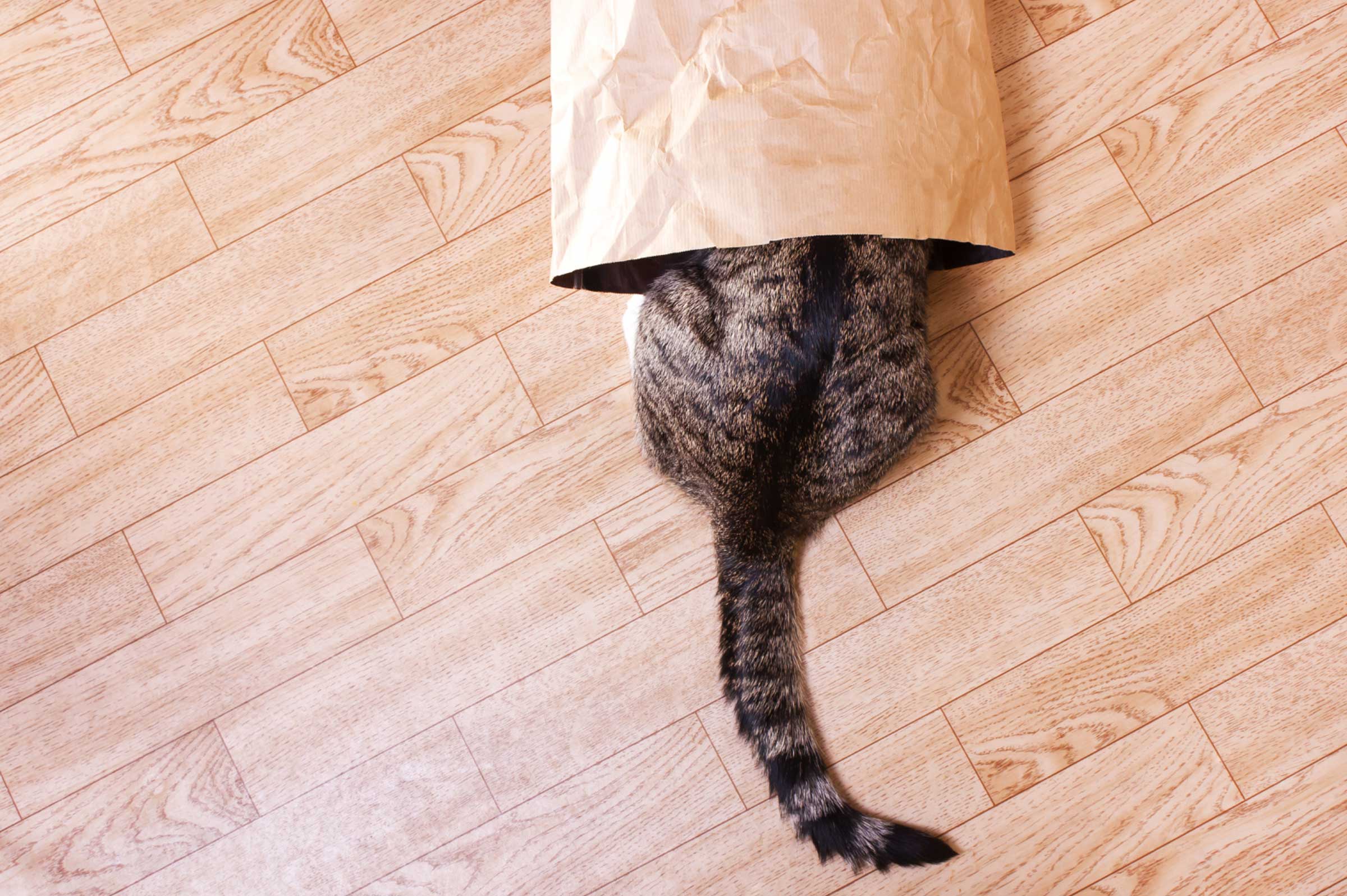 Why Does My Cat Hide? Understanding Their Need for Privacy