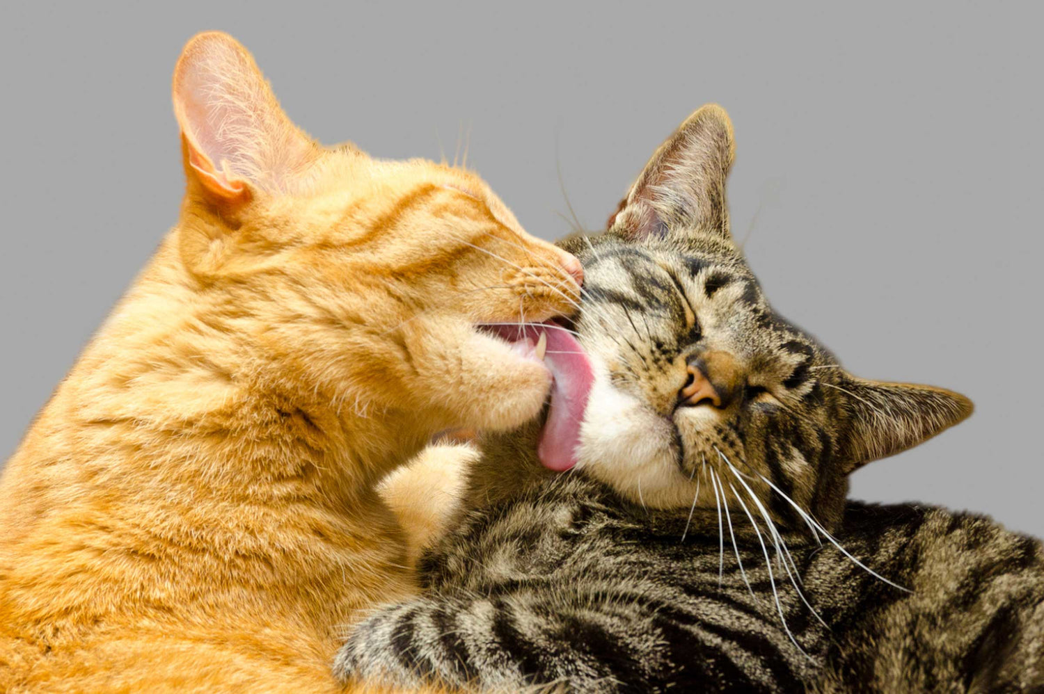 Top Signs Your Cat Loves You: Understanding Feline Affection