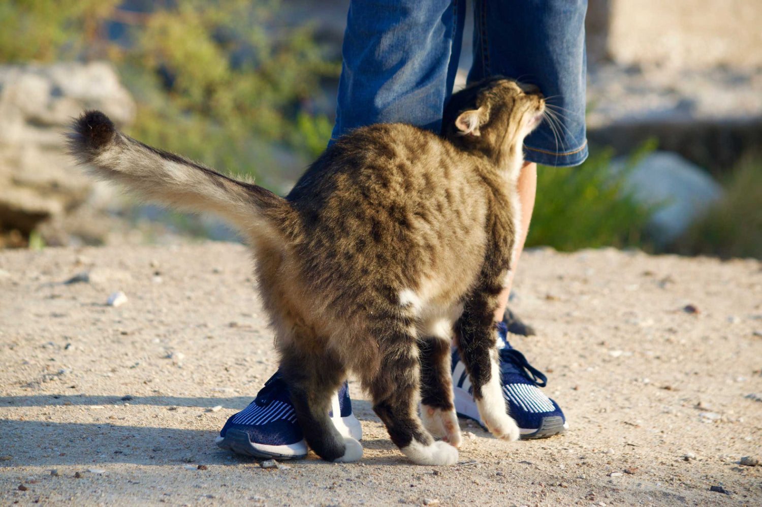 Why Cats Rub Against You: Understanding Marking