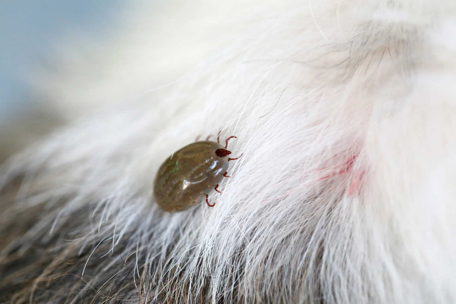 Cedarwood Oil: Safe Pest Control for Dogs & Cats
