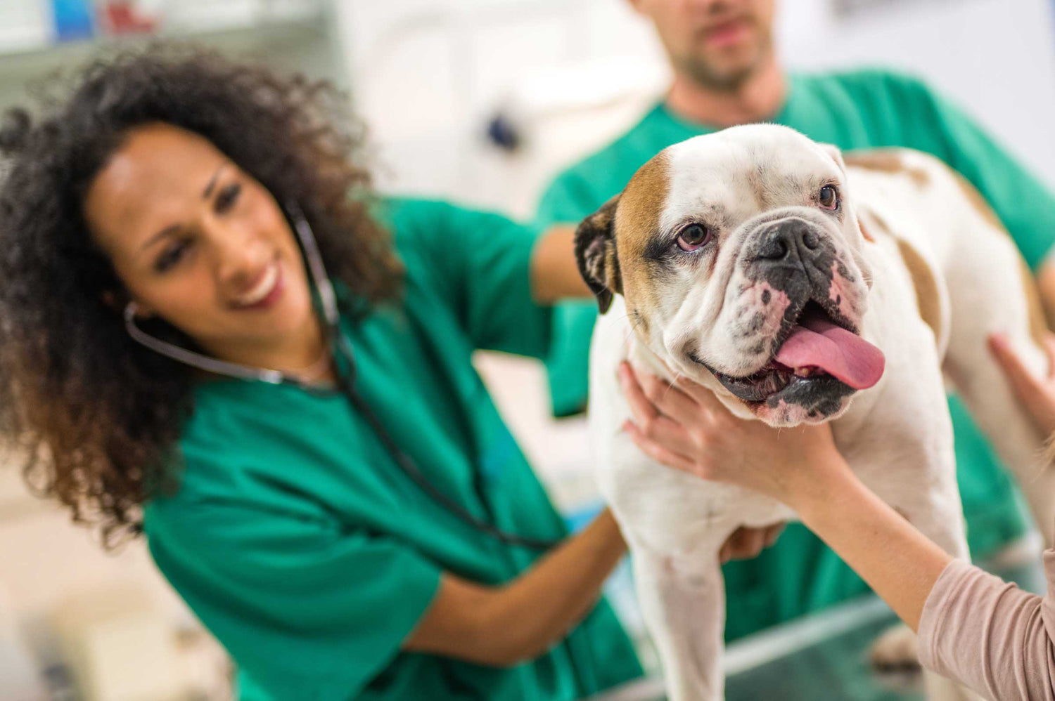 Common Dog Health Issues and How to Prevent Them