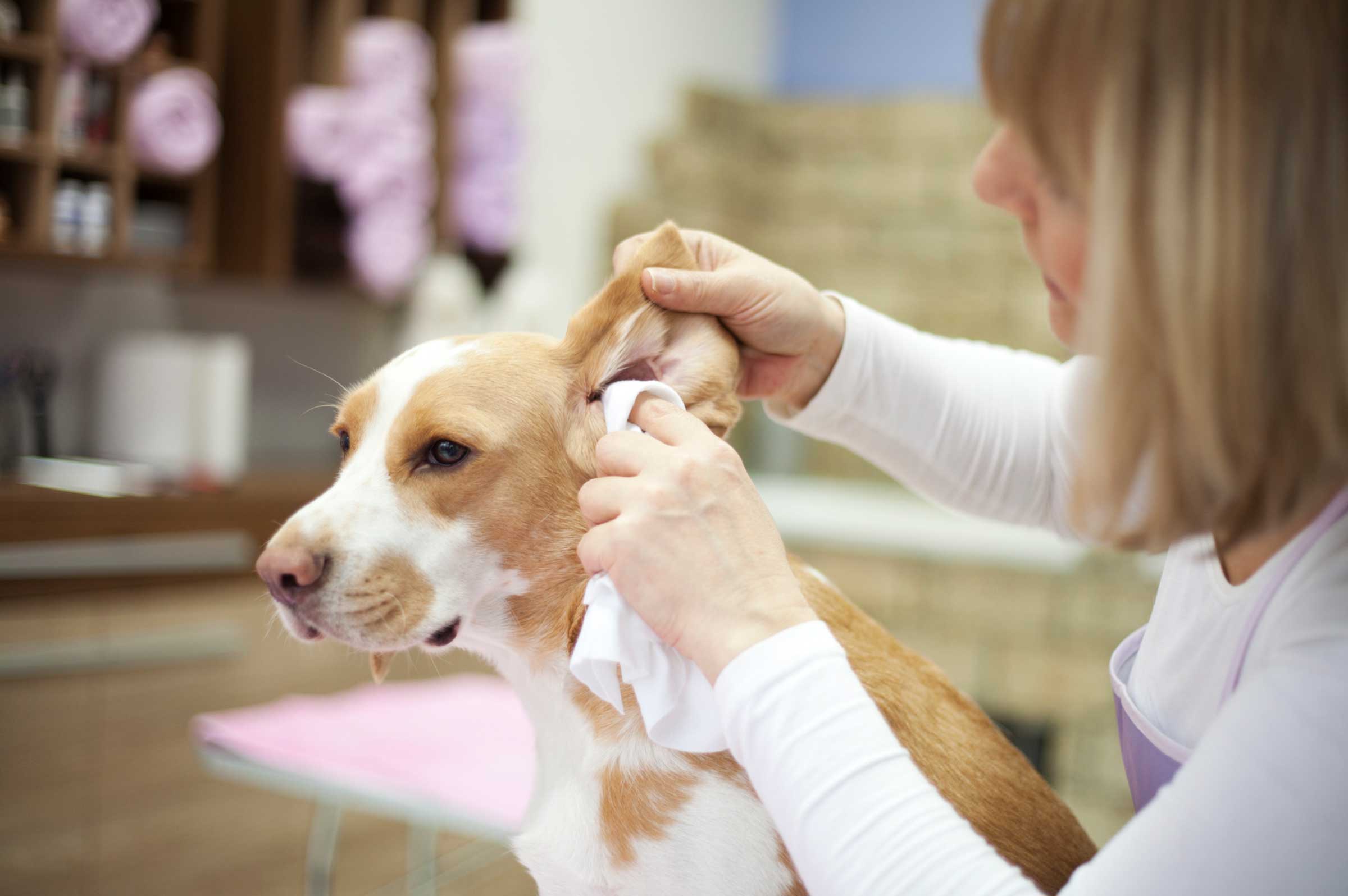 How to Clean Your Dog's Ears Safely at Home