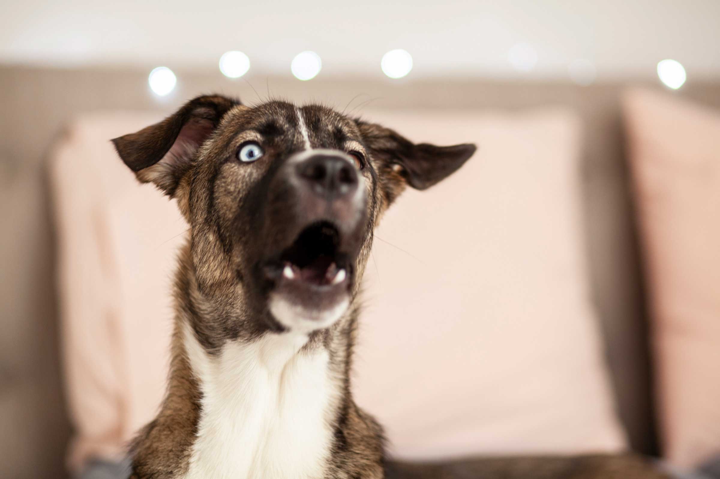 Stop Barking Dogs: Tips for a Quiet Home