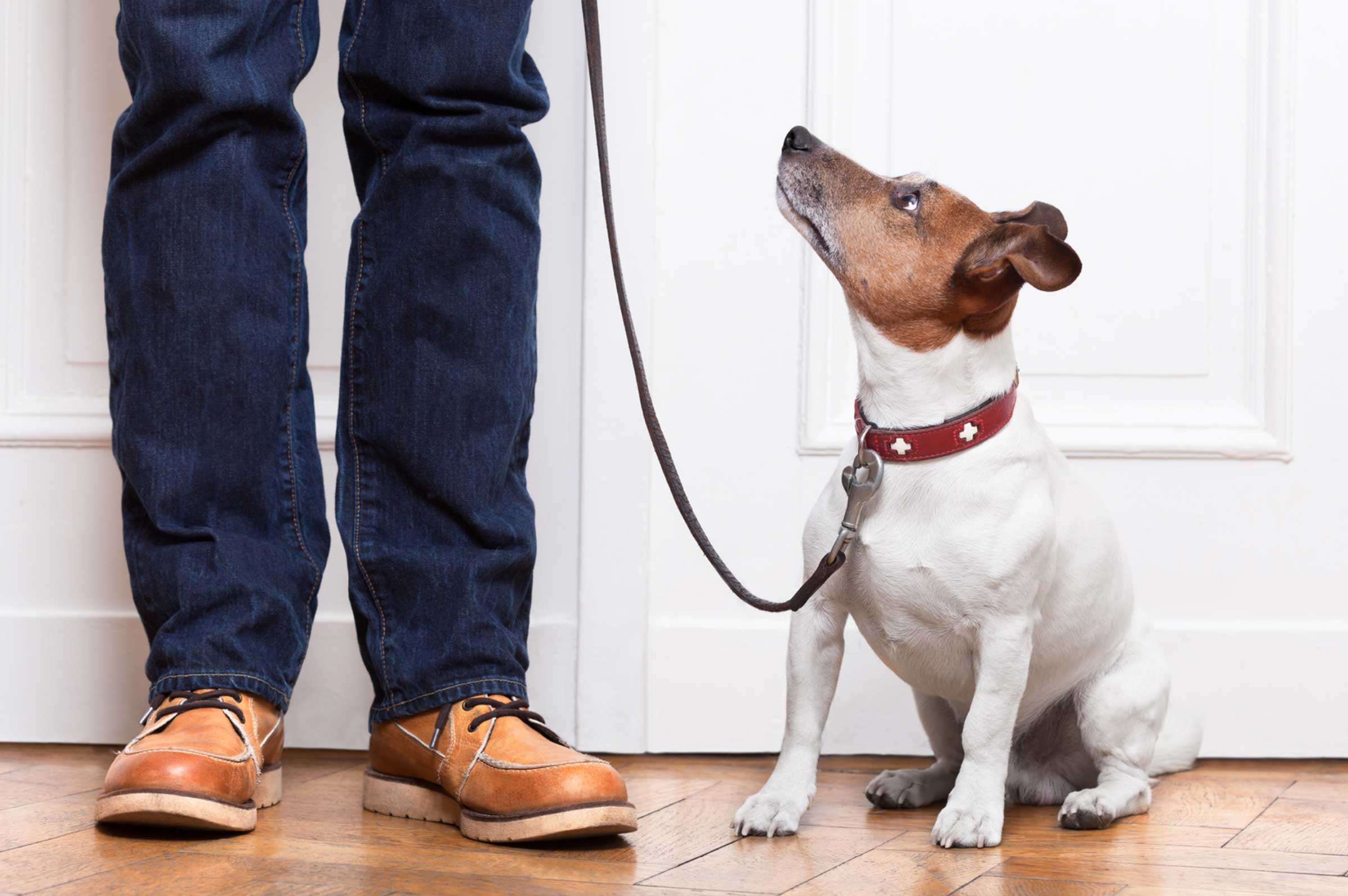 Top 10 Essential Tips Every New Dog Owner Should Know