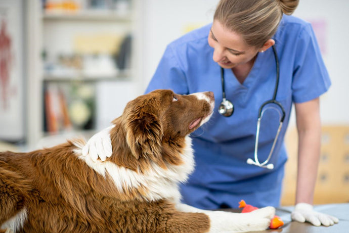 Everything You Need to Know About Anti-inflammatories for Dogs