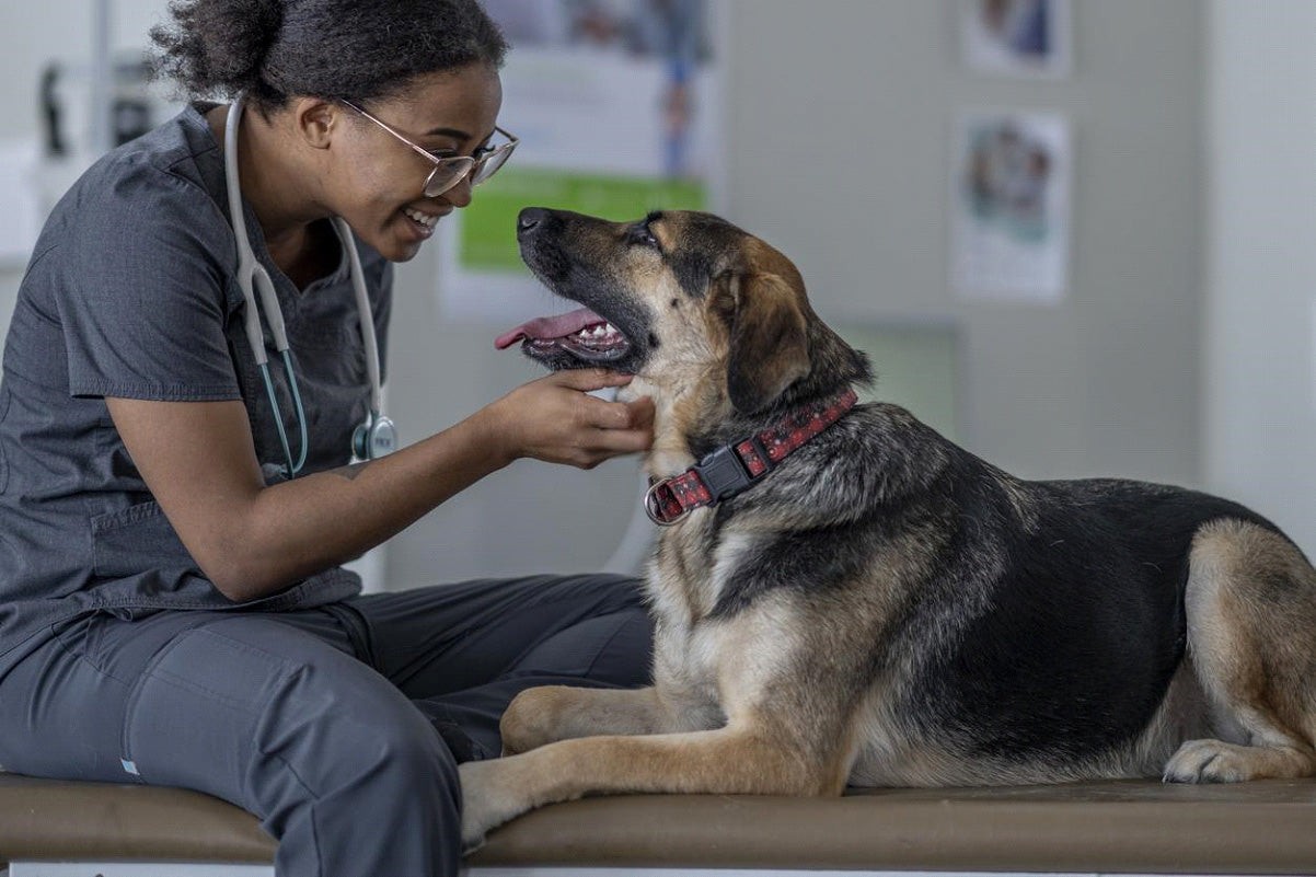 Dog Hip Dysplasia: Signs, Causes, Treatments, and Prevention