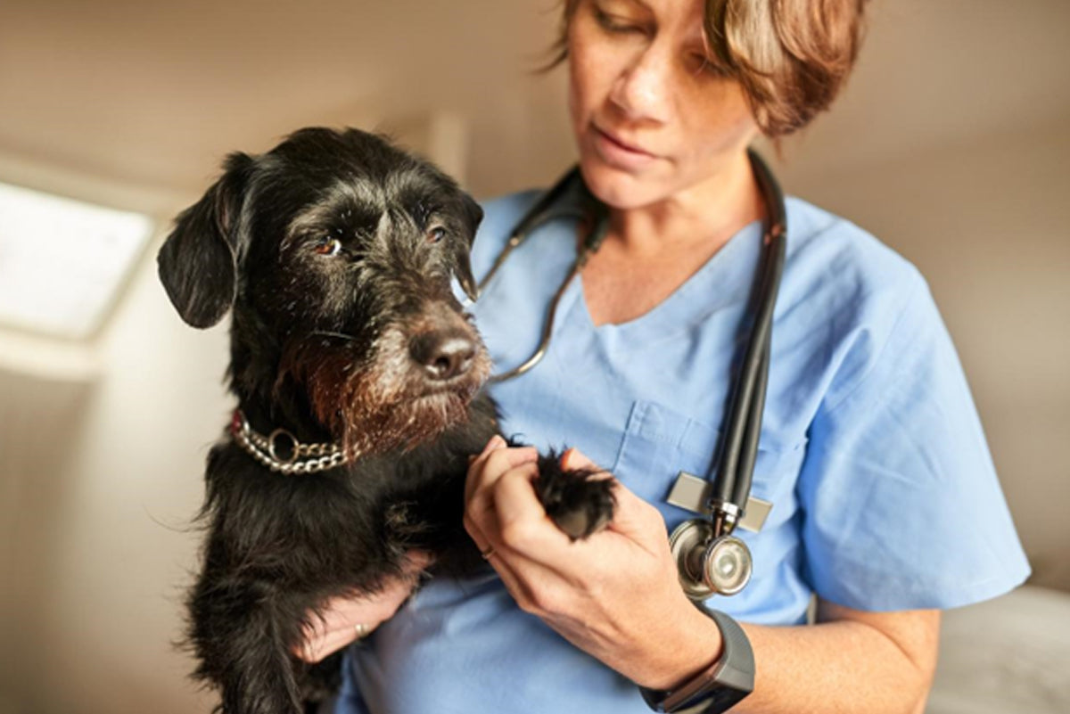 Hip Pain Relieve for Dogs: What Can I Give My Dog for Hip Pain?