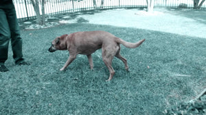 Why Is My Dog Limping?