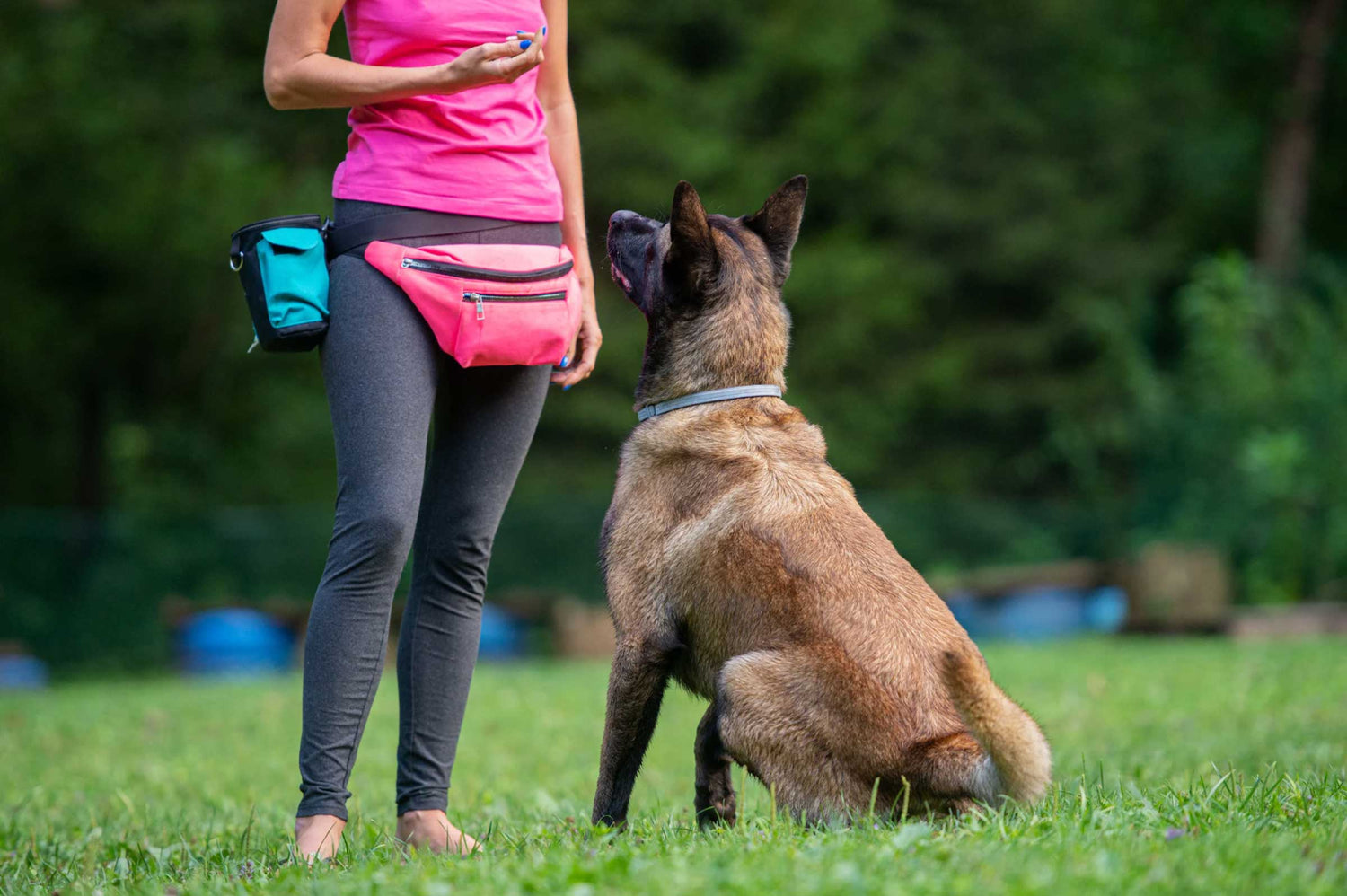 Dog Obedience: Essential Training Tips for Success