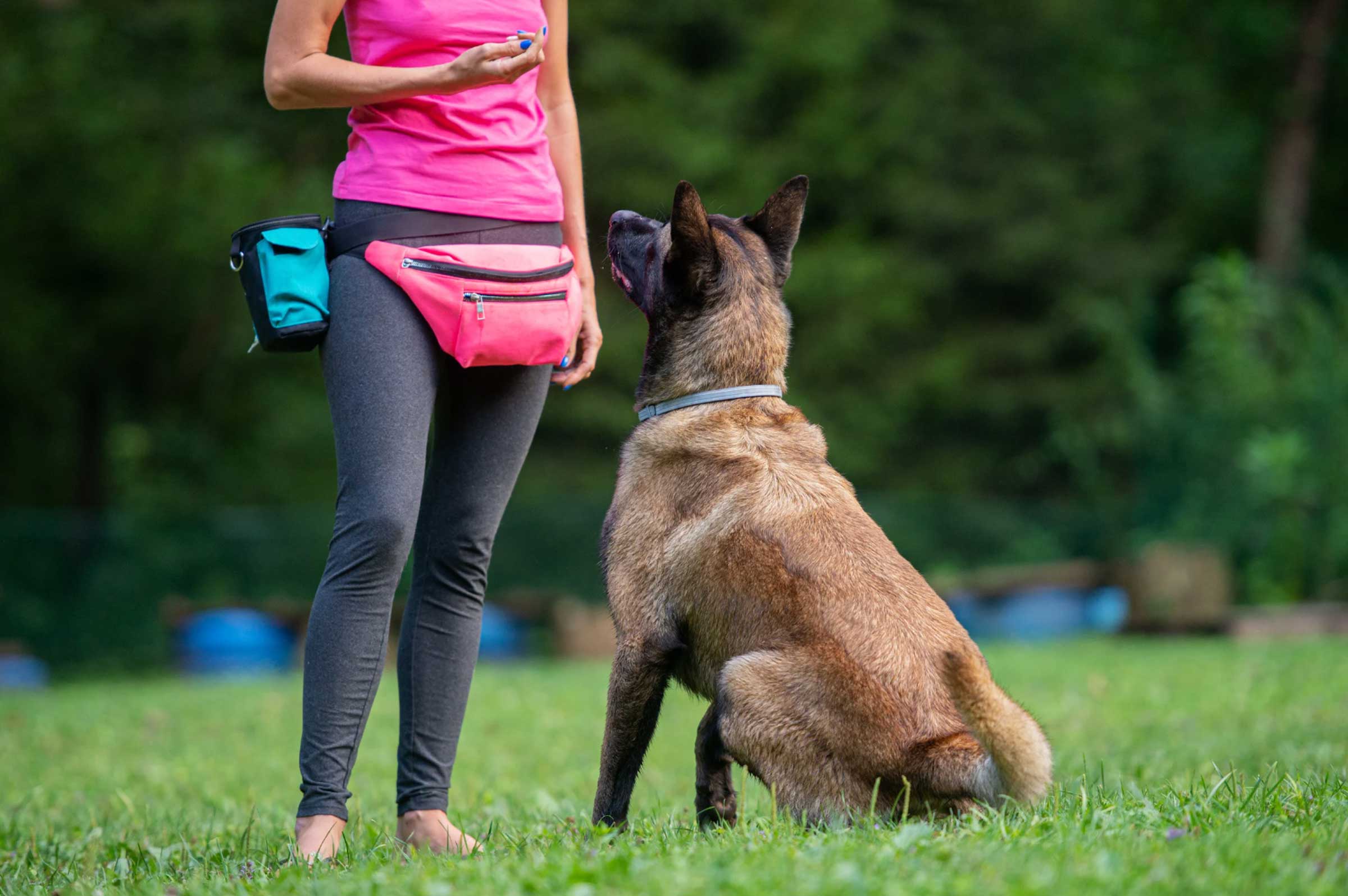 Dog Obedience: Essential Training Tips for Success