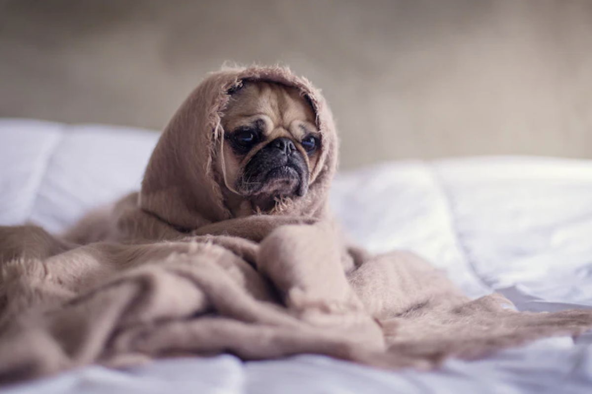 A pug wrapped up in a blanket that may be in pain