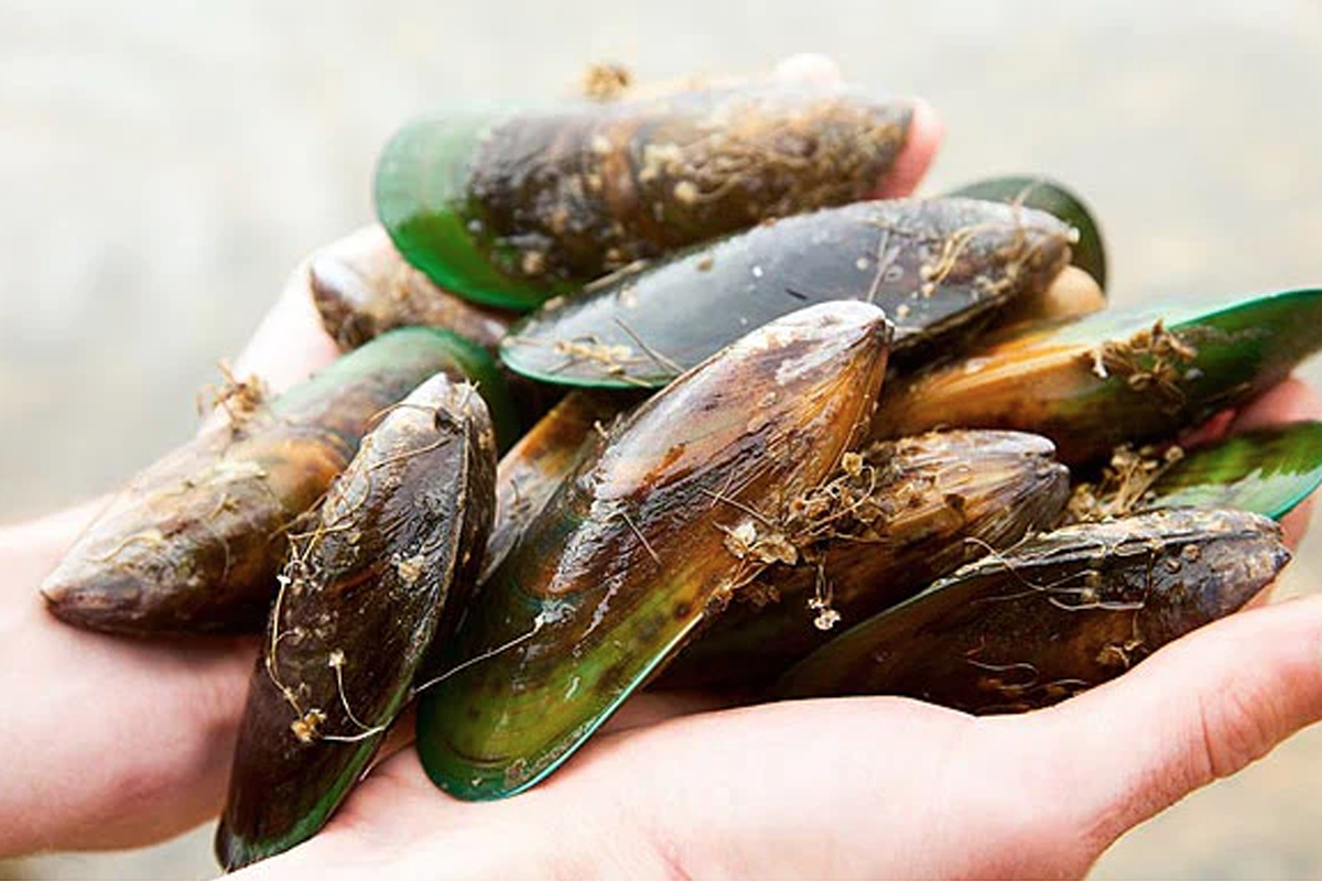 Why Green-Lipped Mussel Is The Natural, Better Alternative to Steroids