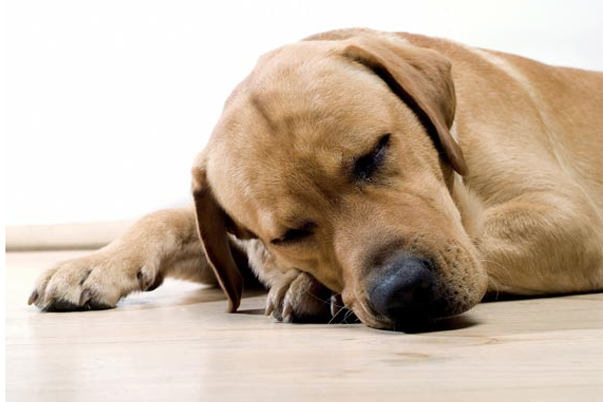 Top 3 Signs Your Dog is Suffering from Joint Pain