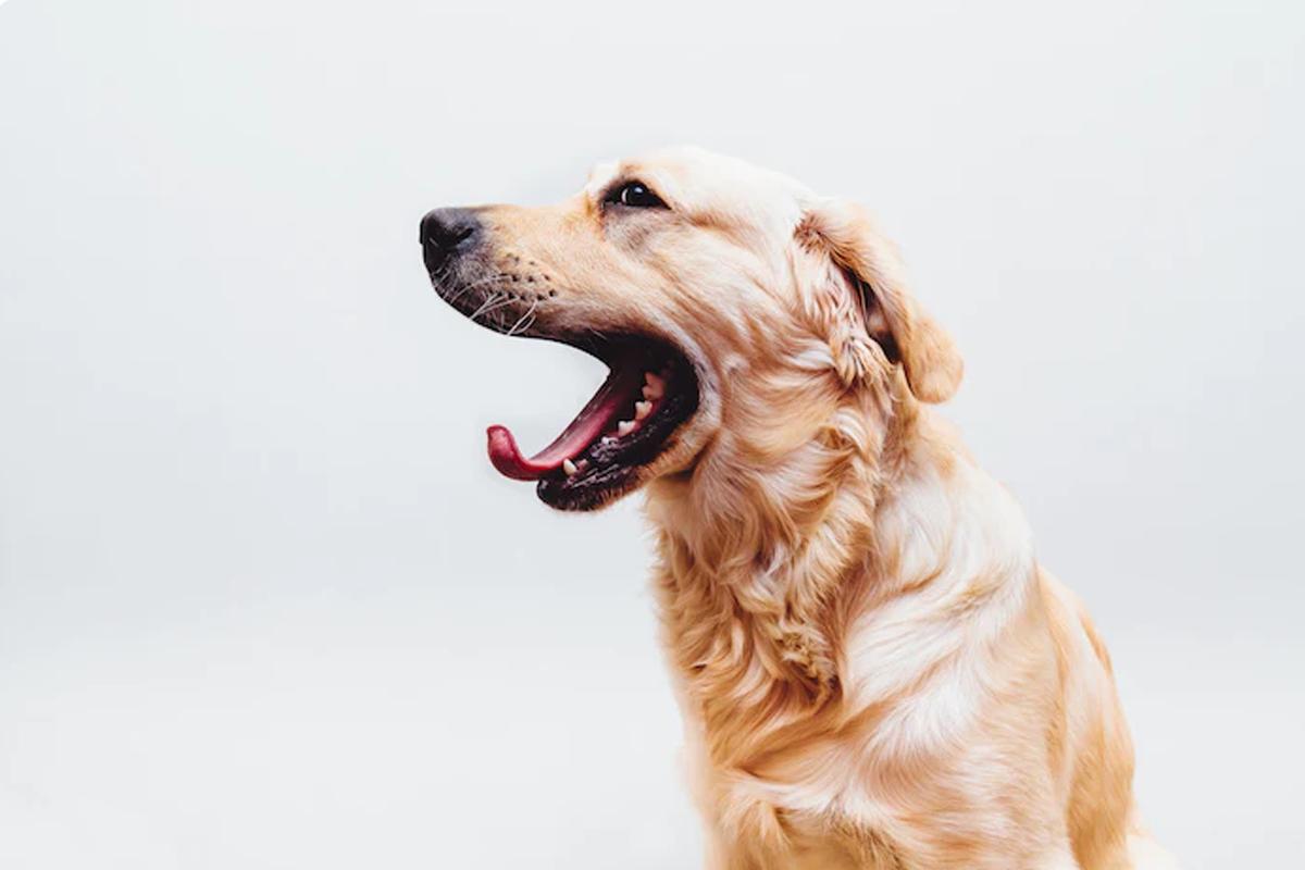 Which Dog Breeds Need to Take Supplements?