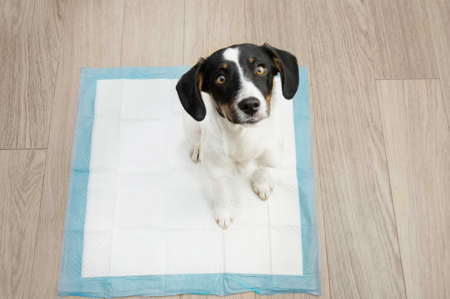 Potty Training Your Puppy: Tips for Fast Success