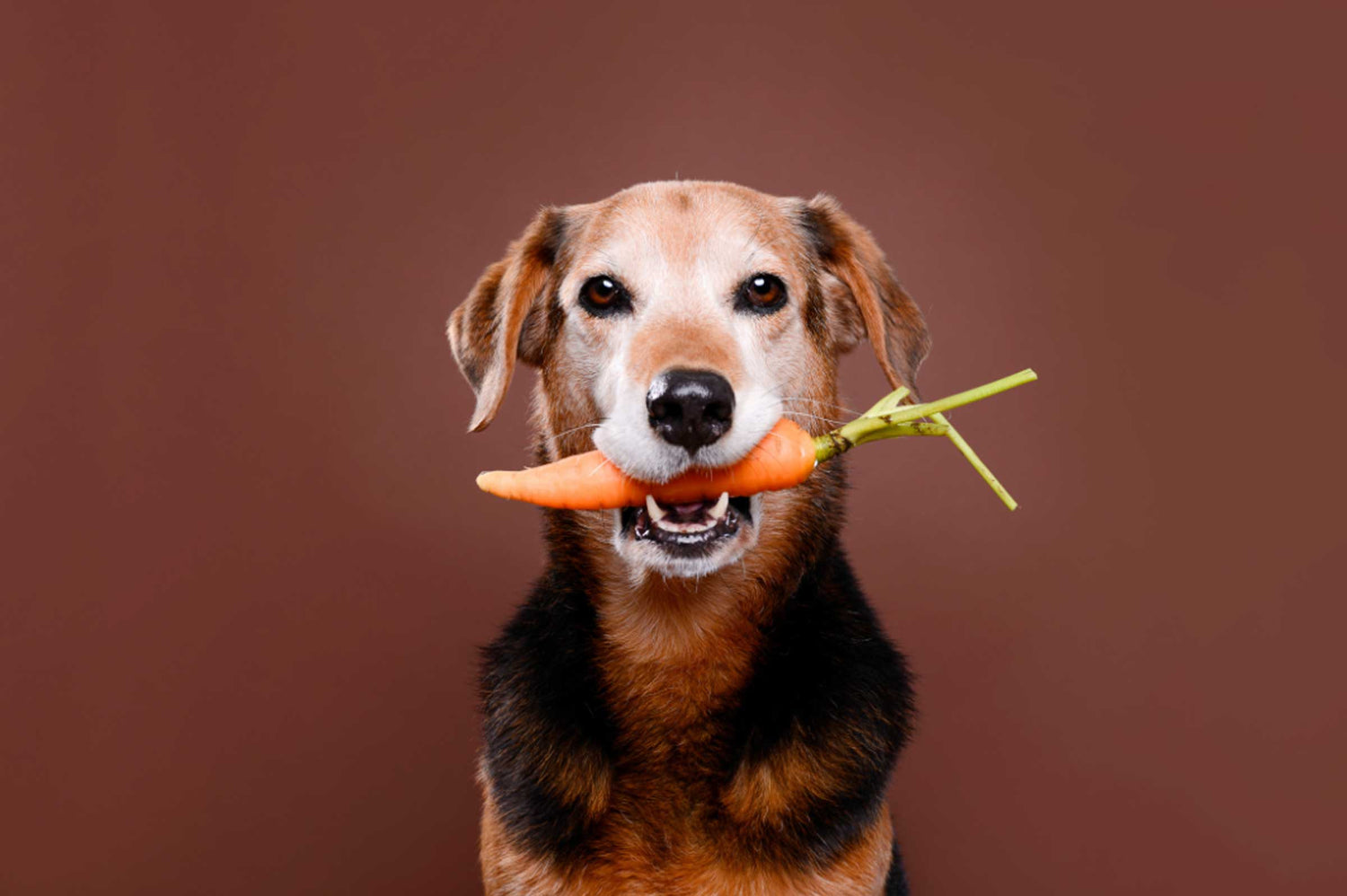 Why You Should Use Probiotics with Prebiotics for Dogs