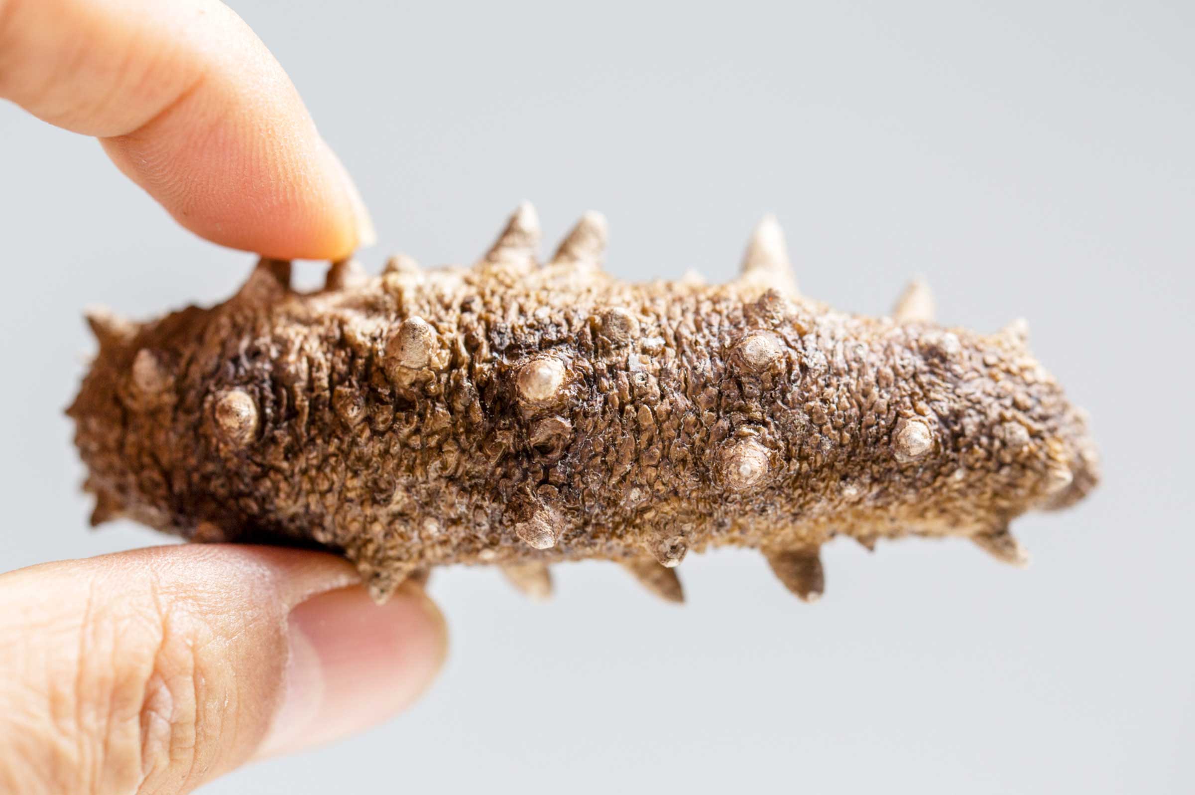 Sea Cucumber for Dogs: Natural Joint Health Support