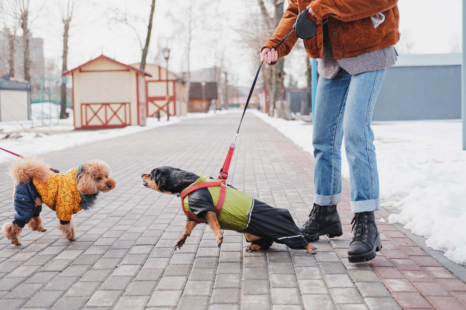 Dog Socializing: Building Confidence Around Other Dogs and People