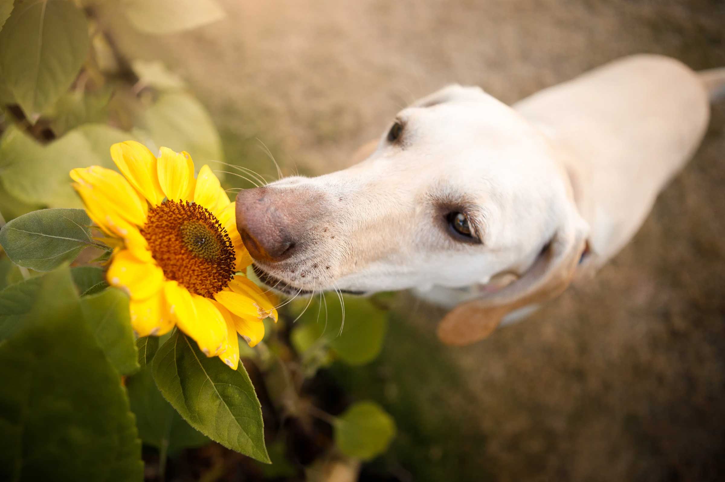 Spring Allergies in Pets: How Reishi Mushrooms Can Help Boost Immunity