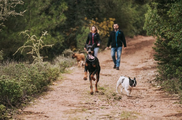 Two dogs hiking on a trail with their owners because they use MSM for healthy joints