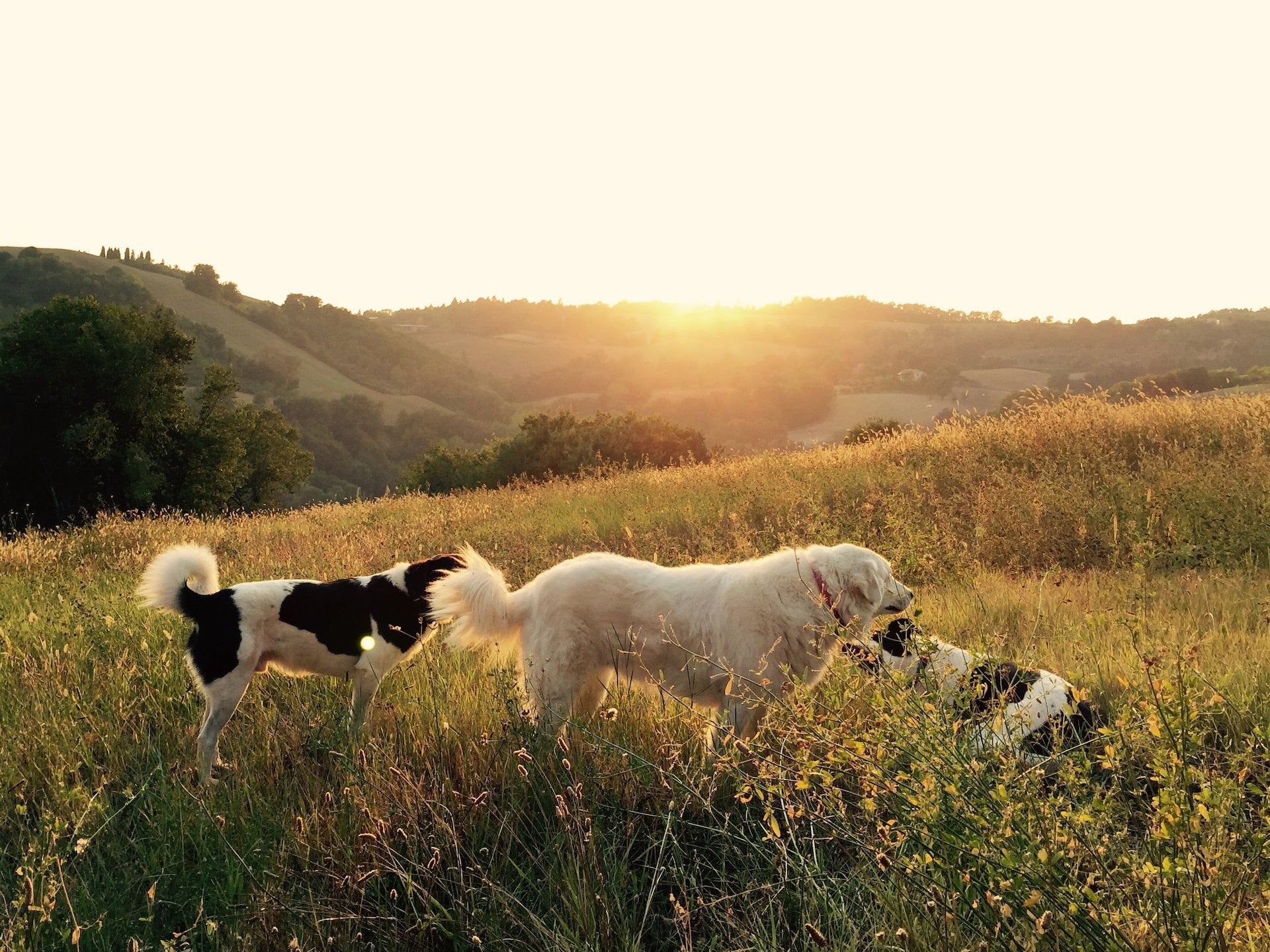 Three dogs in a field of grass that are not worried about fleas or ticks thanks to cedarwood oil