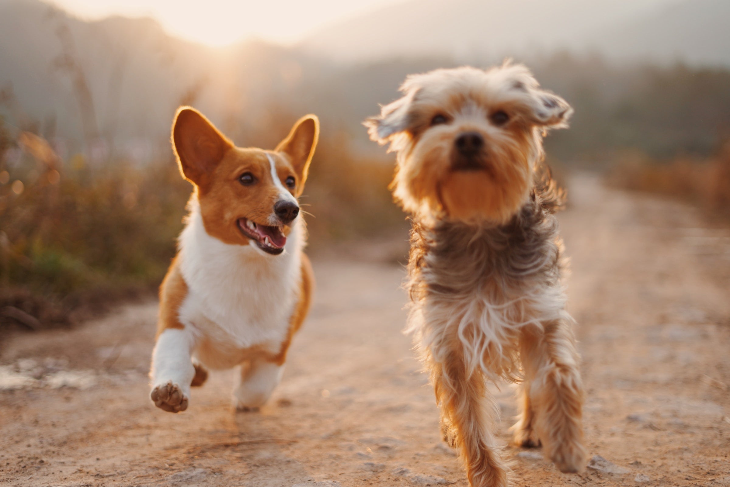 Two dogs running, they are healthy and happy thanks to getting quality pet supplements