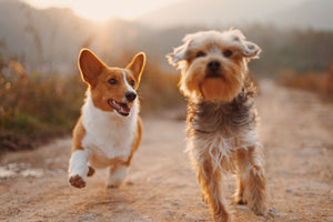 Are Cheap Pet Supplements as Effective as Expensive Ones?