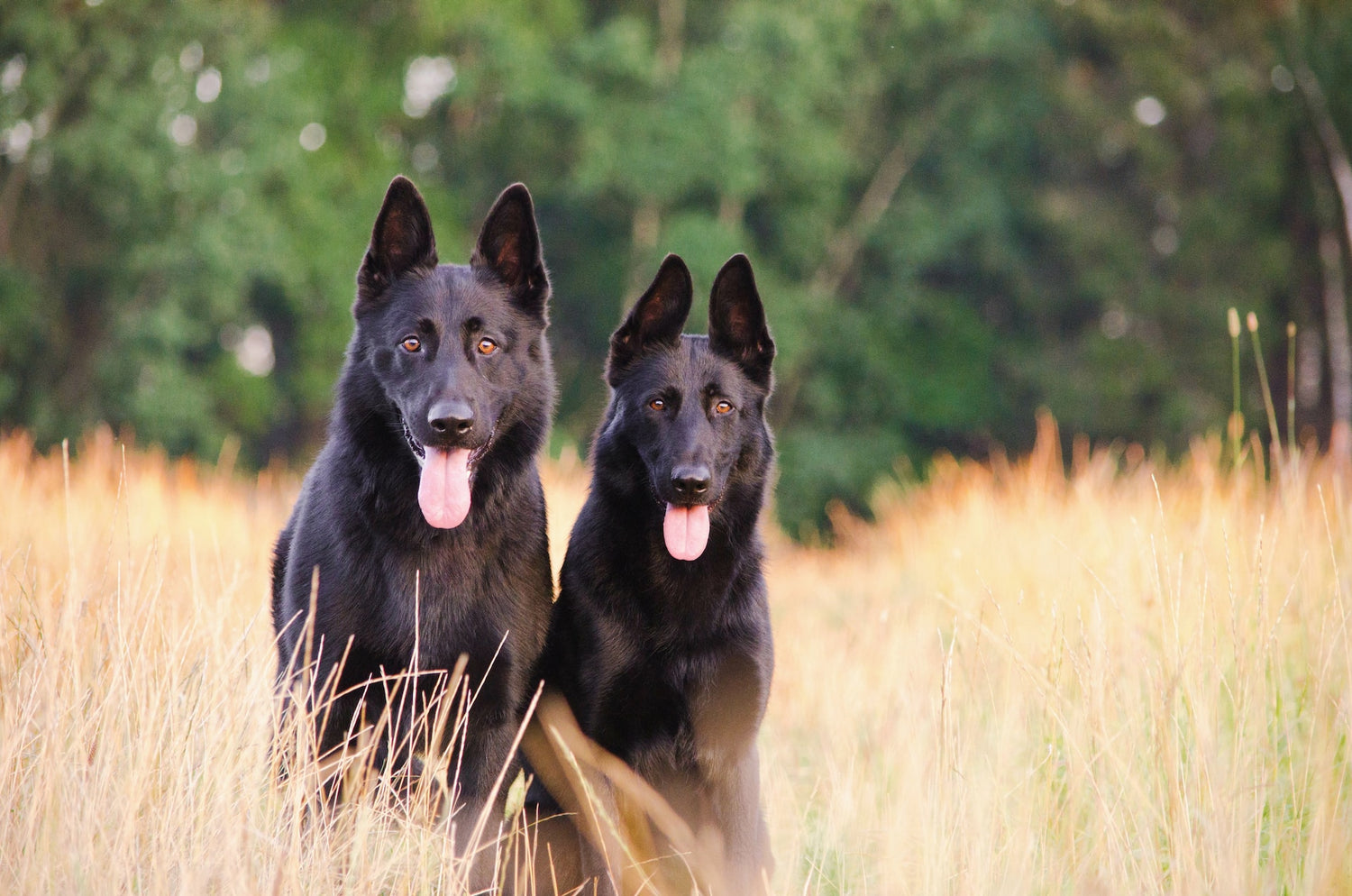 Two beautiful German Shepherd dogs with healthy skin and coats from Vitamin E supplements