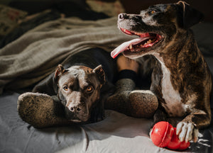 Using Supplements to Help Pets with Allergies