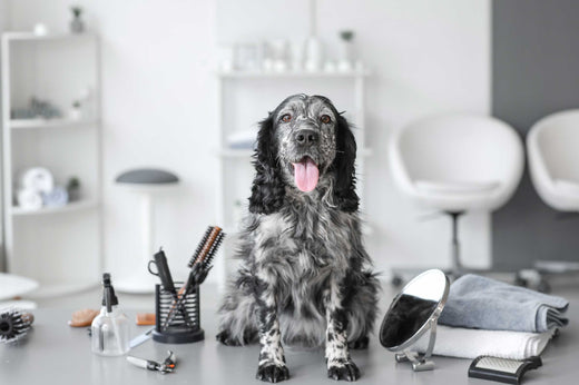 DIY Dog Grooming: Natural Products for Home Care