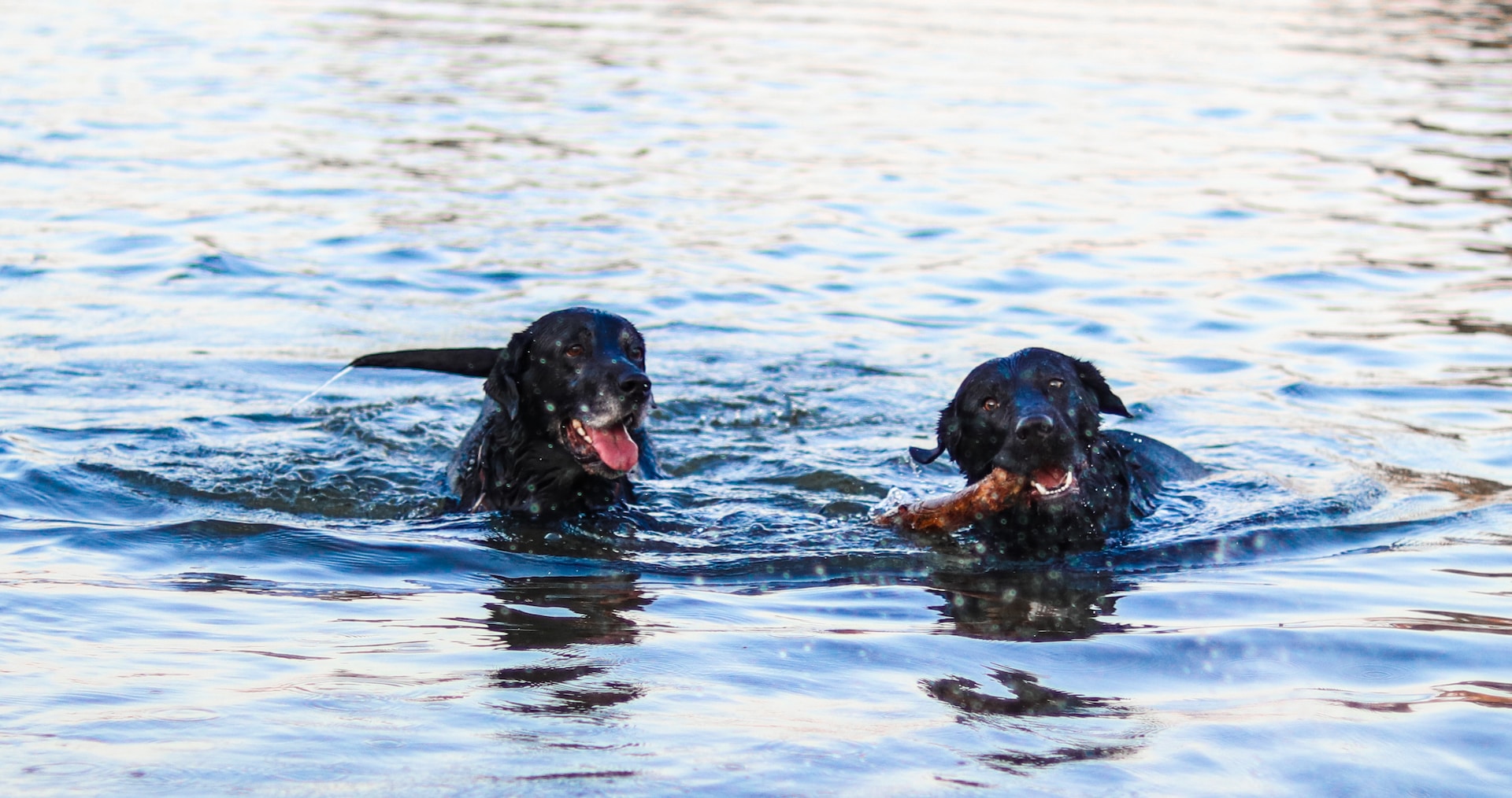 Two dogs swimming in a lake with healthy joints due to glucosamine