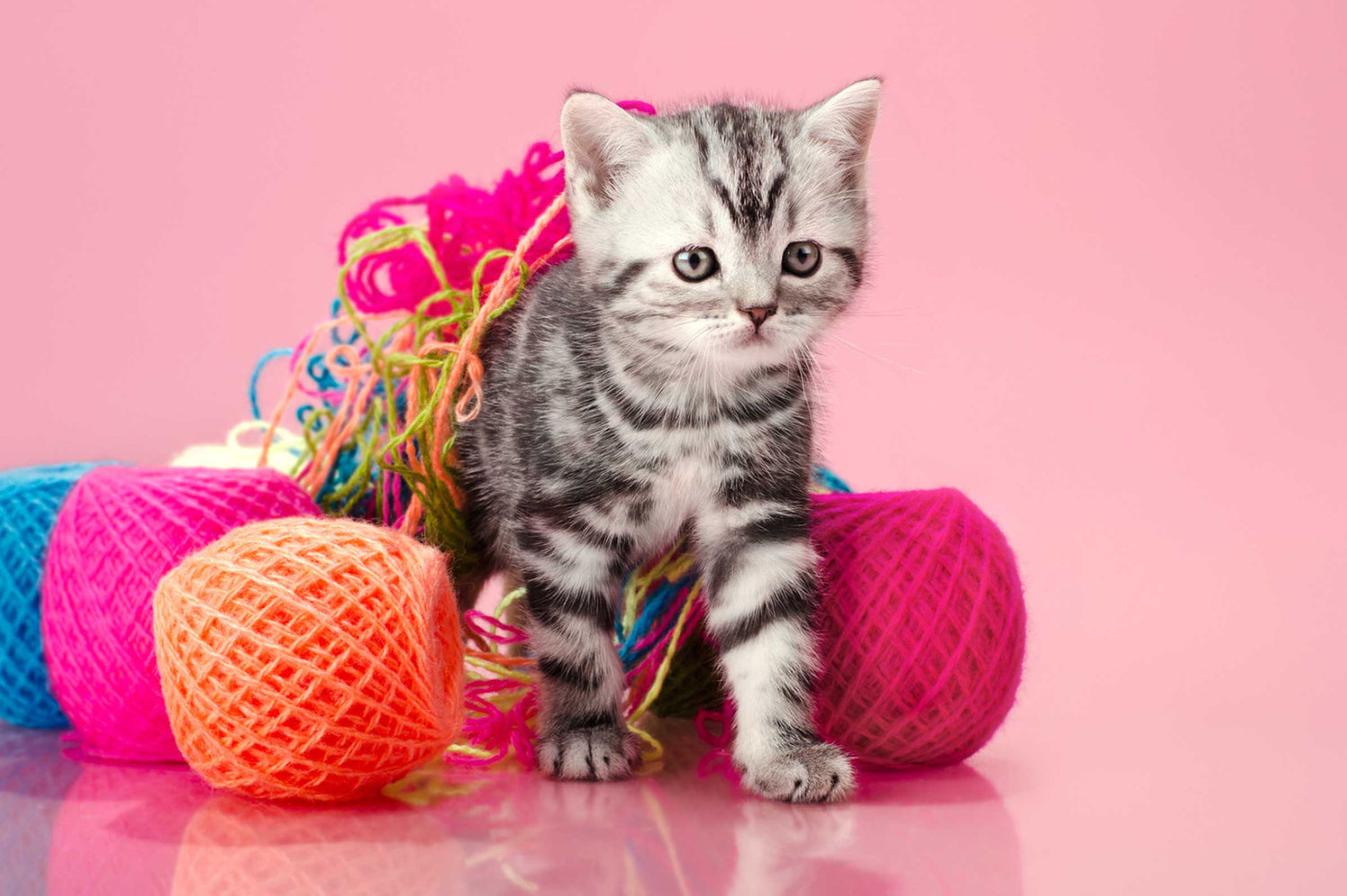 How to Care for Your New Kitten: Essential Tips