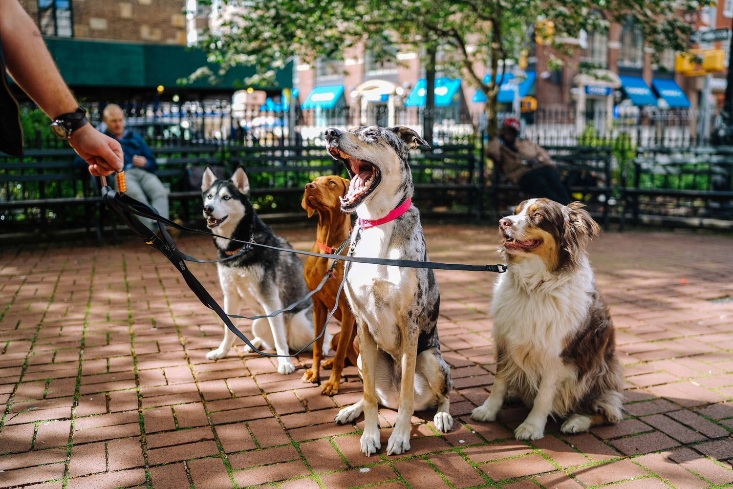 4 happy dogs in a park after receiving quality pet supplements