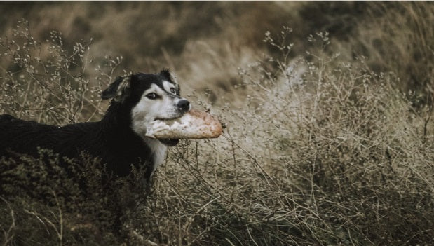 Dog outdoors in nature with a reishii mushroom in his mouth