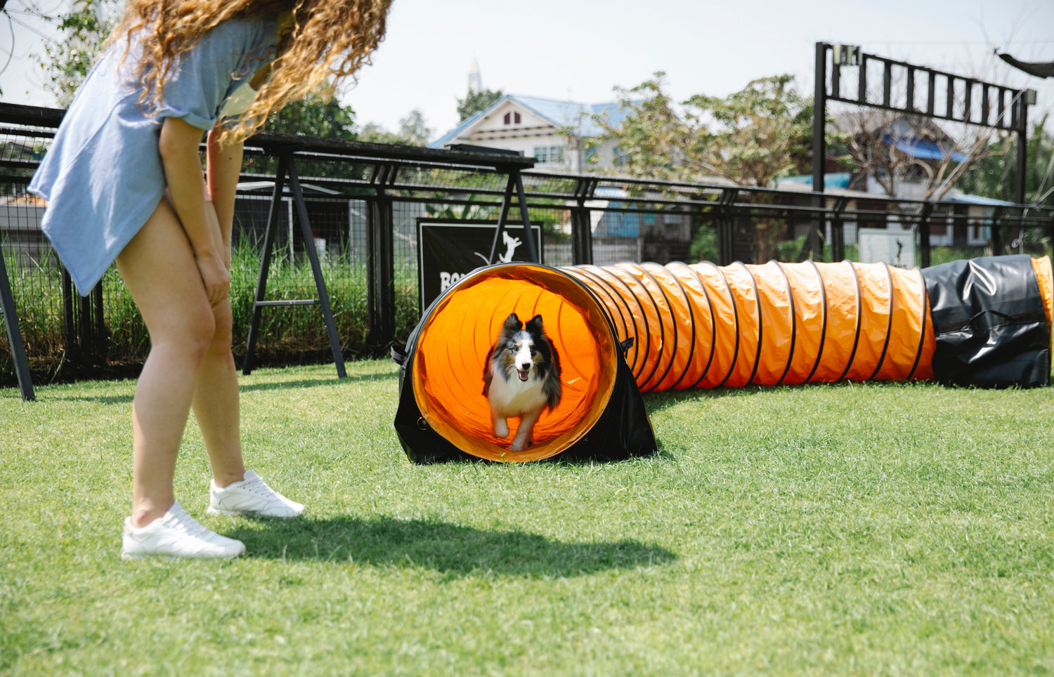 Dog running through an agility tunnel with no signs of arthritis because his owner gives him joint supplements for his health