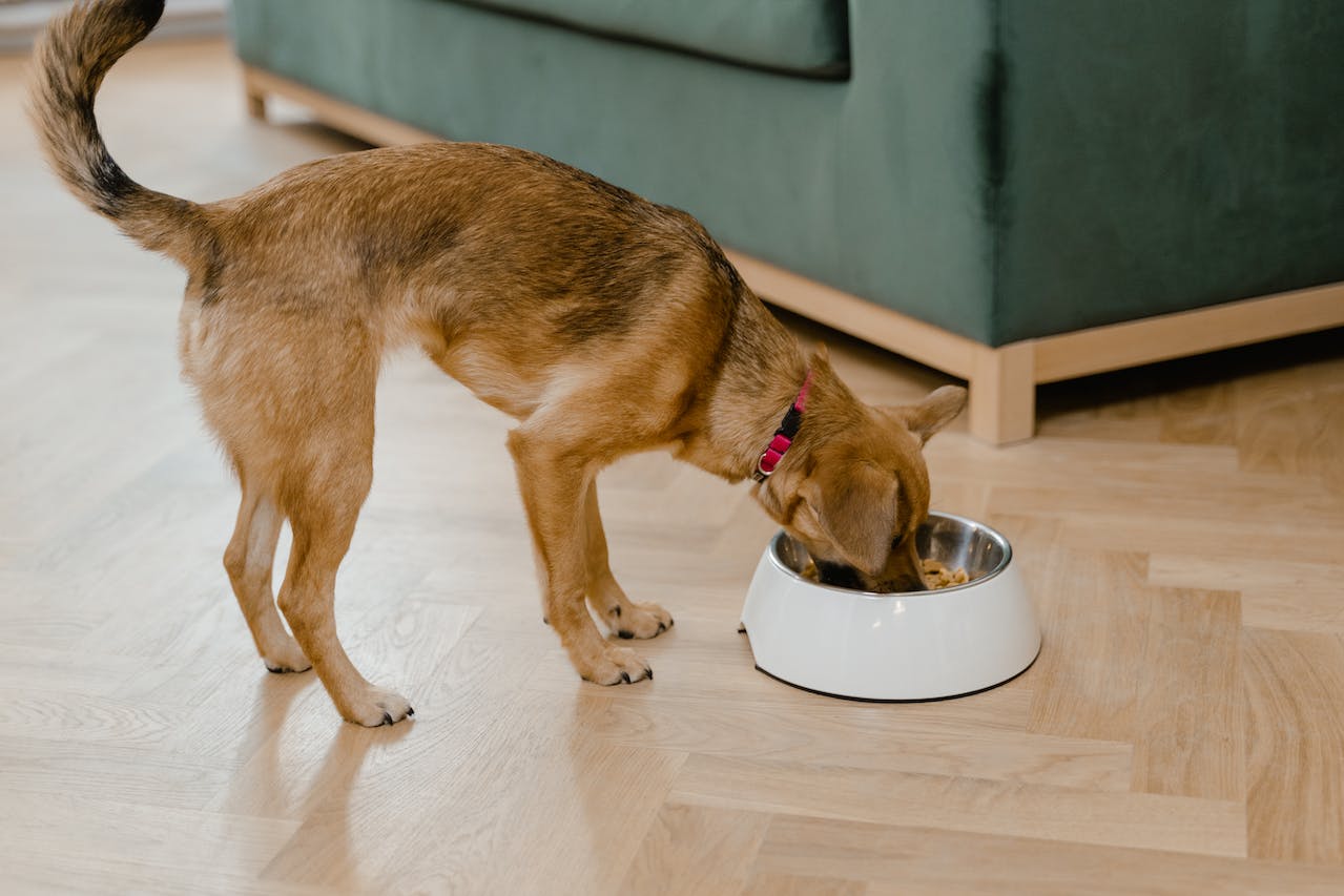 Happy dog eating food with maitake mushroom powder added for health