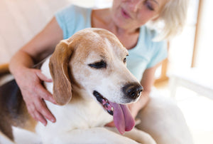How To Put Your Dog On the Road to Recovery with VetSmart Formulas Advanced Hip + Joint Complex