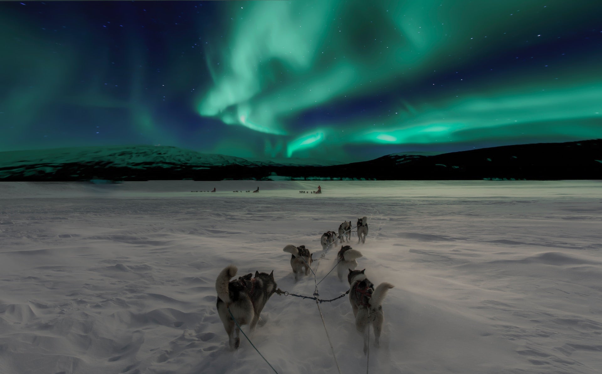 A dog sled team running underneath the Northern Lights, kept healthy and happy by Vitamin C to keep them in top condition