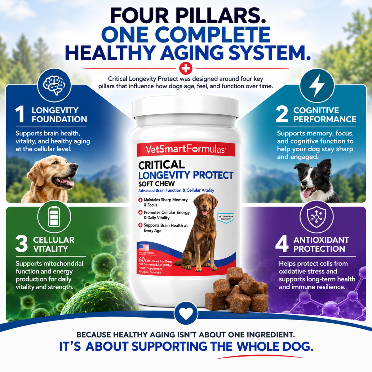 Four pillars, one complete healthy aging system: longevity foundation, cognitive performance, cellular vitality and antioxidant protection, with the Critical Longevity Protect soft chew jar.