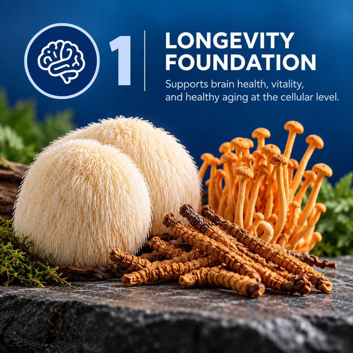 Pillar one, longevity foundation. Lion's Mane and Cordyceps mushrooms.