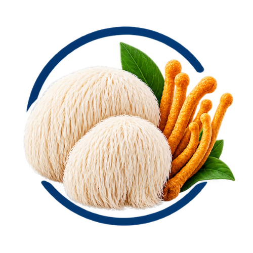 Longevity foundation: Lion's Mane and Cordyceps mushrooms