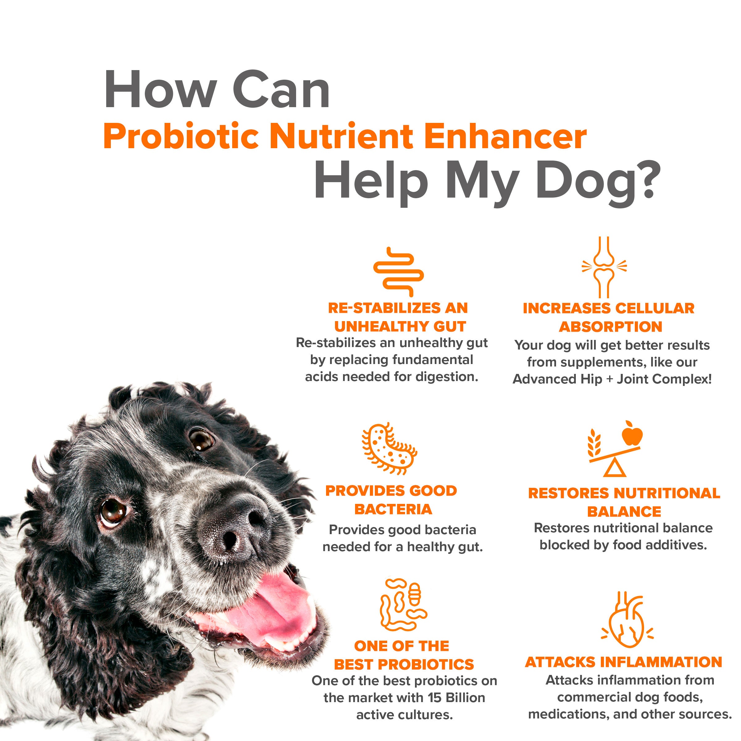 The best hot sale dog probiotics